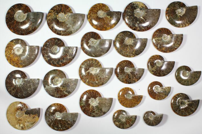 Lot: - Polished Whole Ammonite Fossils - Pieces #116621